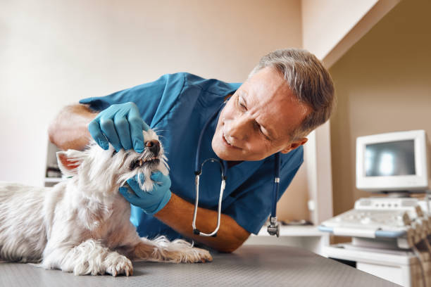Best Emergency Denture Repair in Pullman, WA